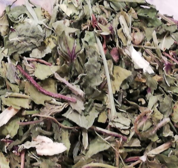 MALVA IN FOGLIE